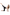Gianine NINA BLACK High Waist Activewear Capri Legging