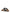 Birkenstock Buckle-detail Flip Flop Sandals