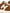 HOGAN PRE H641 Leather Sneakers -Leather Brown