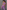 Gianine CATALINA Lavendar Activewear Crop Top