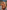 Gianine TAYLOR BROWN Ribbed High Waist Brazilian Bikini Bottom