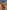 Gianine TAYLOR BROWN Ribbed High Waist Brazilian Bikini Bottom