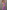 Gianine CATALINA Lavendar Activewear Crop Top