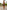 Gianine ROSELYN ABSTRACT LEAVES Activewear Shorts