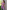 Gianine CATALINA Lavendar Activewear Crop Top