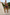 Gianine ROSELYN ABSTRACT LEAVES Activewear Shorts