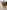 Gianine ROSELYN ABSTRACT LEAVES Activewear Shorts