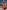 Gianine DOLCE BROWN Ribbed One Piece Brazilian Swimsuit