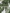 Ulivary Floral Olive Kimono Robe