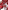 Ulivary Peacock Red Kimono Robe
