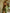 Ulivary Floral Olive Kimono Robe