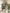 Ulivary Floral Olive Kimono Robe