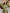 Ulivary Floral Olive Kimono Robe