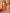 Ulivary Luxuriously Orange Embellished Flower Short Robe With Pockets