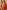 Ulivary Luxuriously Orange Embellished Flower Short Robe With Pockets