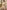Ulivary Champagne Gold Embellished Flower Short Robe With Pockets
