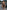 Gianine TAYLOR BROWN Ribbed High Waist Brazilian Bikini Bottom