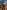 Gianine MARLO BURGUNDY Dress