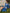 Ulivary Peacock Blue Kimono Robe