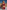 Gianine RACHEL BURGUNDY  One Piece Brazilian Swimsuit