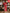 Ulivary Peacock Red Kimono Robe