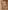Ulivary Tassels Champagne Kimono Robe