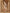 Ulivary Tassels Champagne Kimono Robe