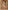 Ulivary Tassels Champagne Kimono Robe